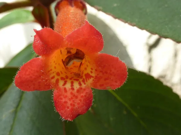 Foto von Kohleria (Kohleria eriantha).