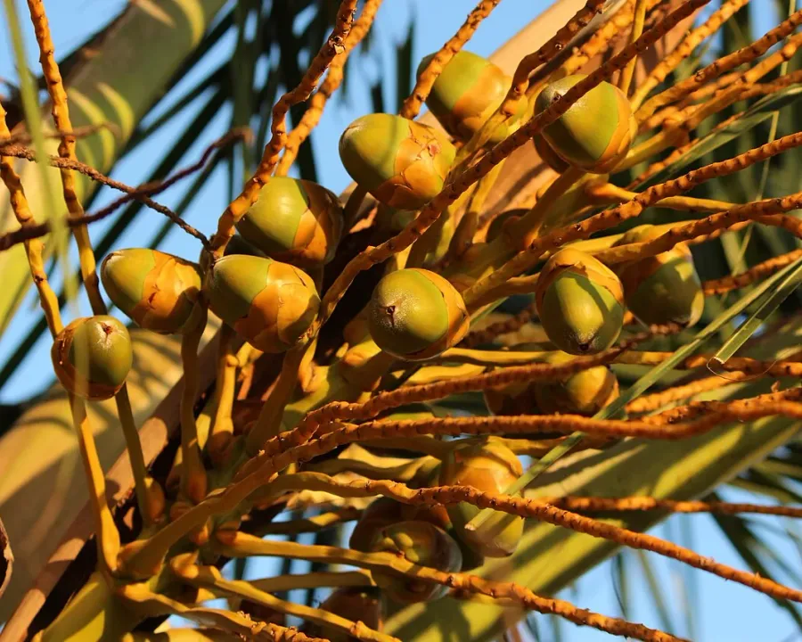Foto von Kokospalme (Cocos nucifera).