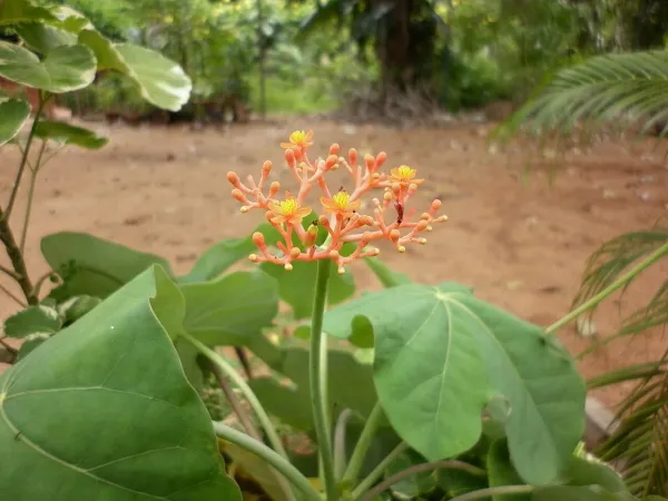 Foto von Korallenstrauch (Jatropha podagrica).