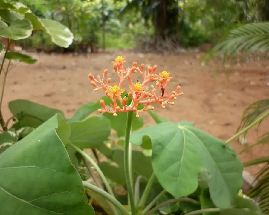 Foto von Korallenstrauch (Jatropha podagrica).