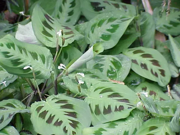 Foto von Korbmarante (Maranta leuconeura).