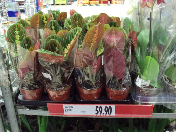 Foto von Korbmarante (Maranta leuconeura 'Tricolor').
