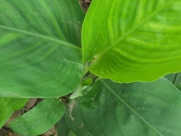 Foto von Korbmarante (Maranta arundinacea).