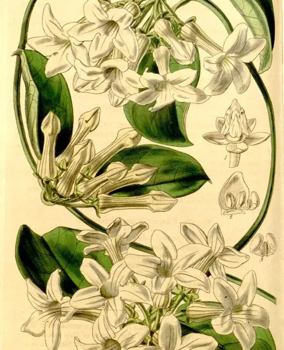 Foto von Kranzschlinge (Stephanotis floribunda).