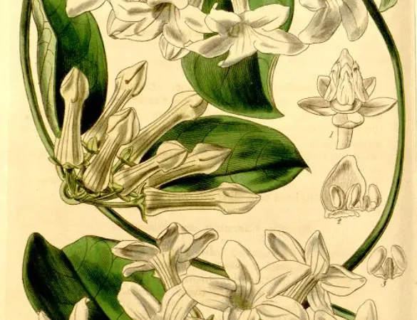 Foto von Kranzschlinge (Stephanotis floribunda).