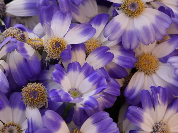 Foto von Kreuzkraut (Senecio cruentus).