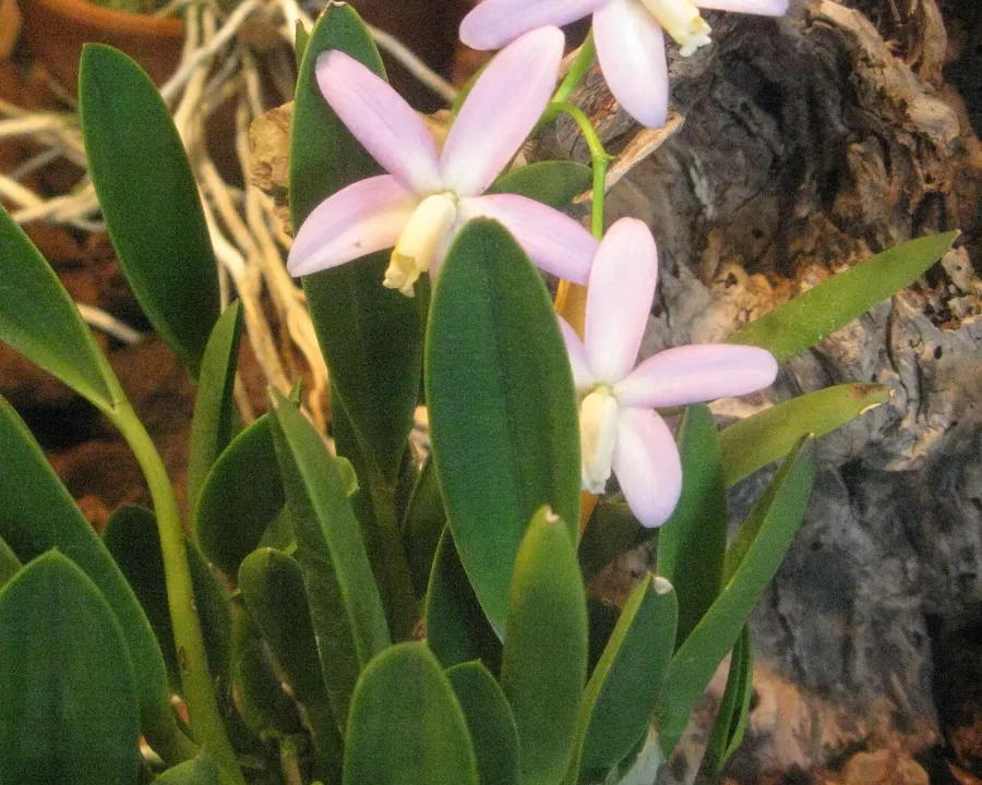 Foto von Laelia (Laelia lucasiana).