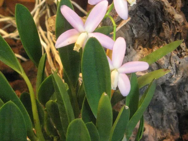 Foto von Laelia (Laelia lucasiana).