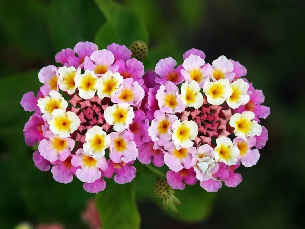 Foto von Lantana (Lantana camara).