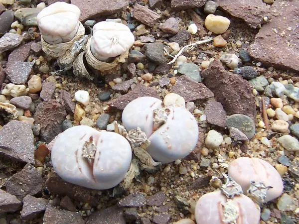 Foto von Lebende Steine (Lithops julii).
