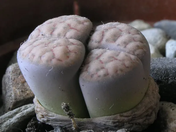 Foto von Lebende Steine (Lithops schwantesii).