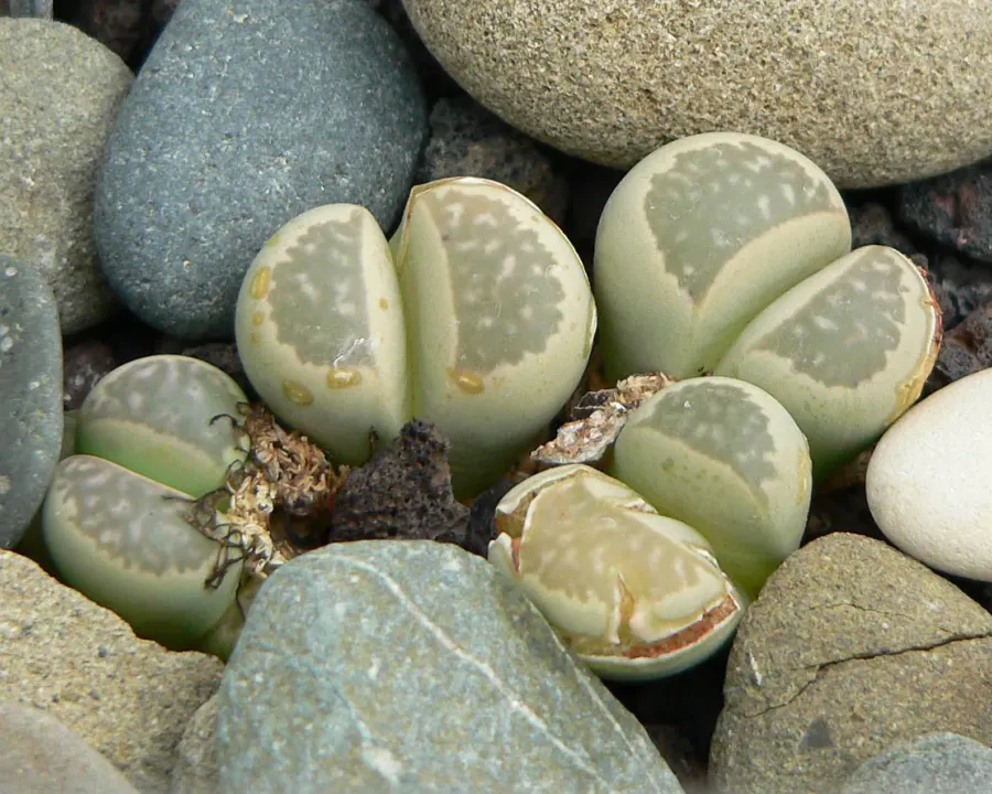 Foto von Lebende Steine (Lithops herrei).