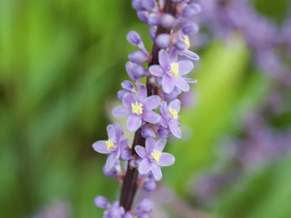 Foto von Liriope (Liriope muscari).