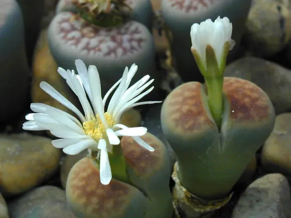 Foto von Lithops (Lithops karasmontana).