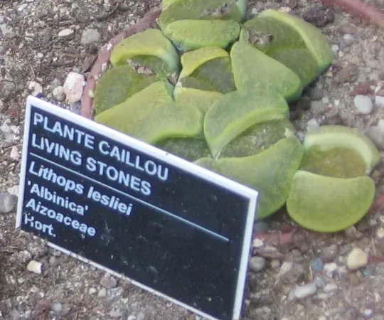 Foto von Lithops (Lithops lesliei).