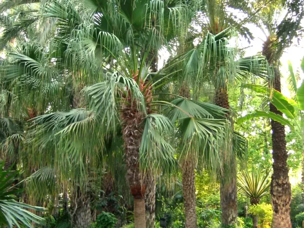 Foto von Livistona (Livistona chinensis).