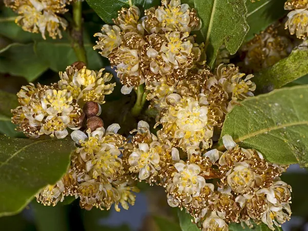 Foto von Lorbeer (Laurus nobilis).