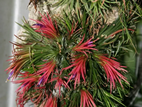 Foto von Luftpflanze (Tillandsia ionantha).