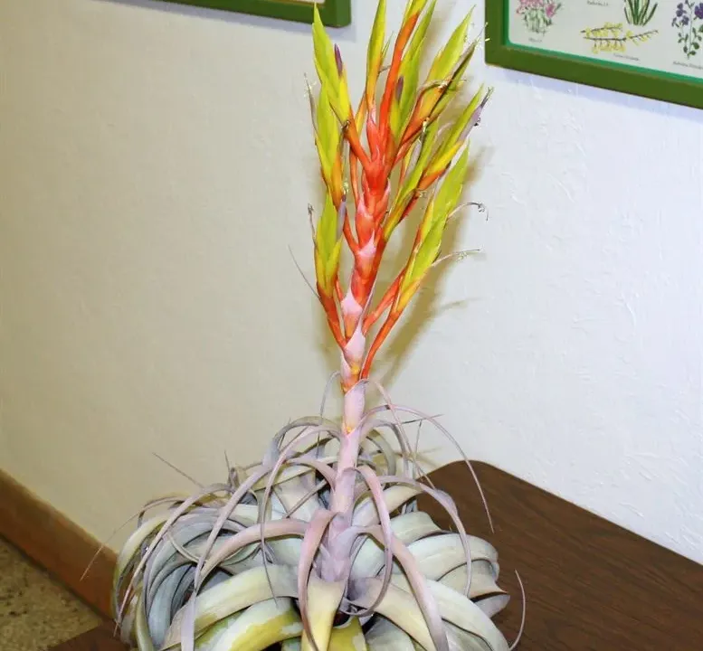 Foto von Luftpflanze (Tillandsia xerographica).