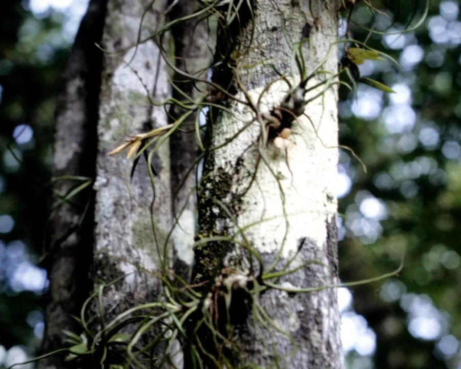 Foto von Luftpflanze (Tillandsia bulbosa).