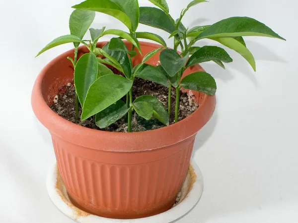 Foto von Mandarine (Citrus reticulata).