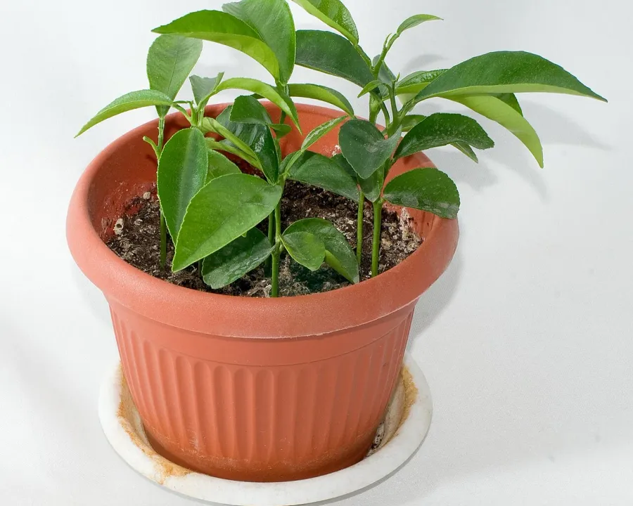 Foto von Mandarine (Citrus reticulata).