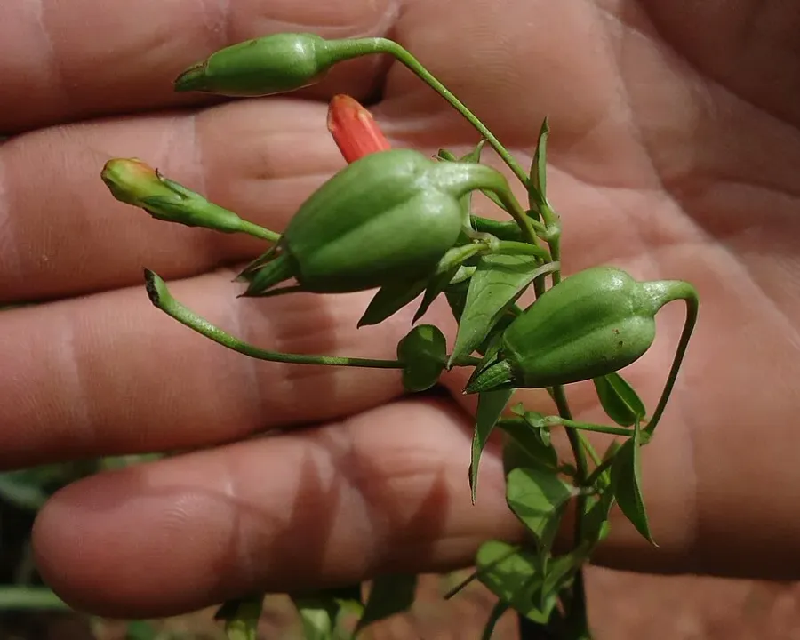 Foto von Manettia (Manettia cordifolia).