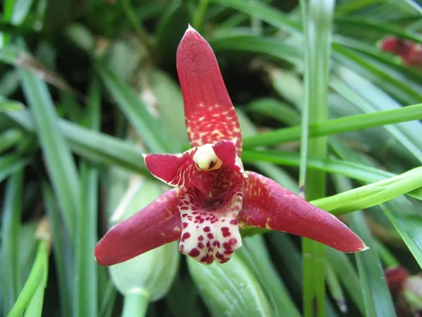 Foto von Maxillaria (Maxillaria tenuifolia).