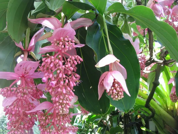 Foto von Medinilla (Medinilla magnifica).