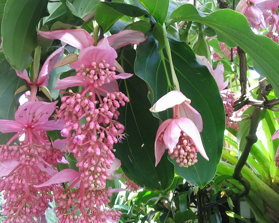 Foto von Medinilla (Medinilla magnifica).