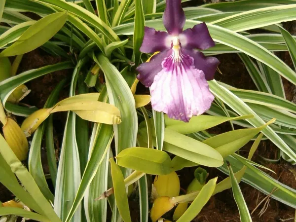 Foto von Miltonia (Miltonia moreliana).
