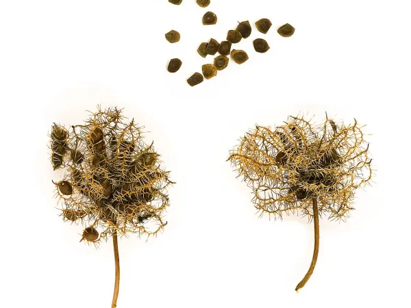Foto von Mimose (Mimosa pudica).