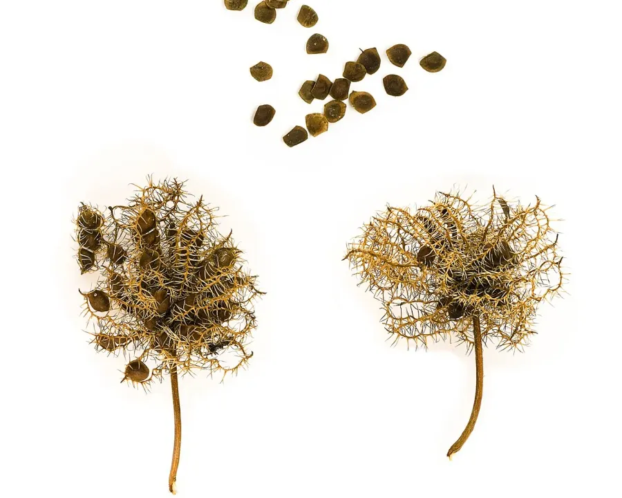 Foto von Mimose (Mimosa pudica).