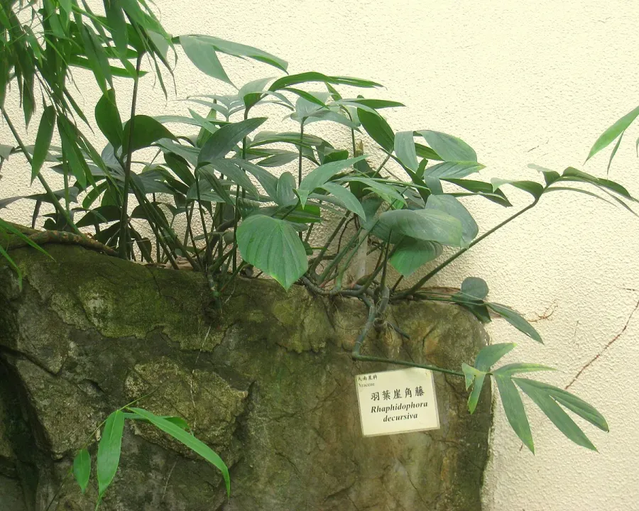 Foto von Mini-Monstera (Rhaphidophora decursiva).