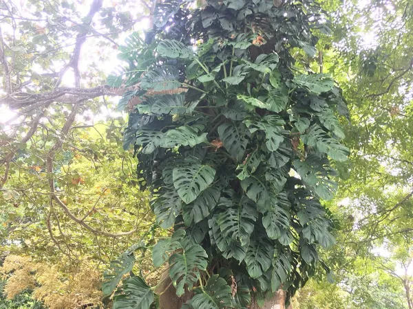 Foto von Monstera (Monstera laniata).