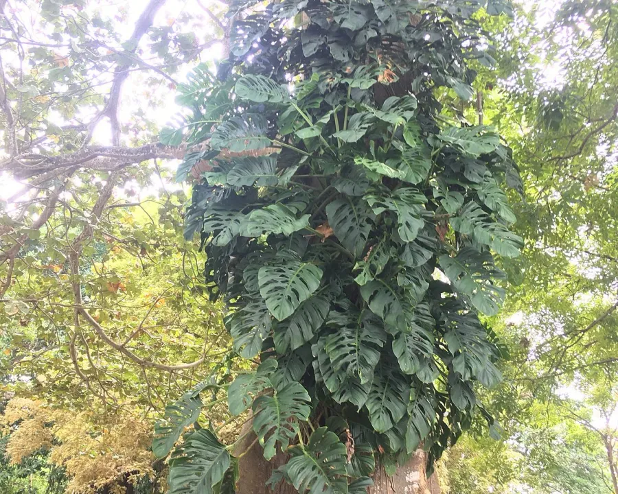 Foto von Monstera (Monstera laniata).