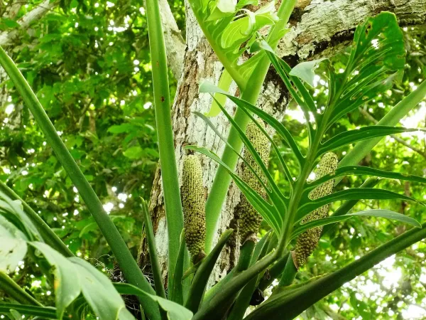 Foto von Monstera (Monstera pinnatipartita).
