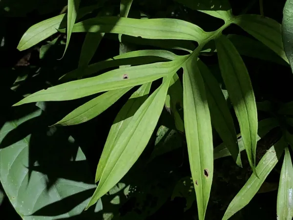 Foto von Monstera (Monstera subpinnata).