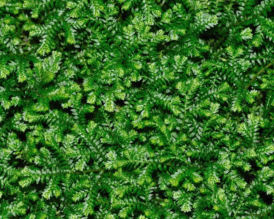 Foto von Moosfarn (Selaginella kraussiana).