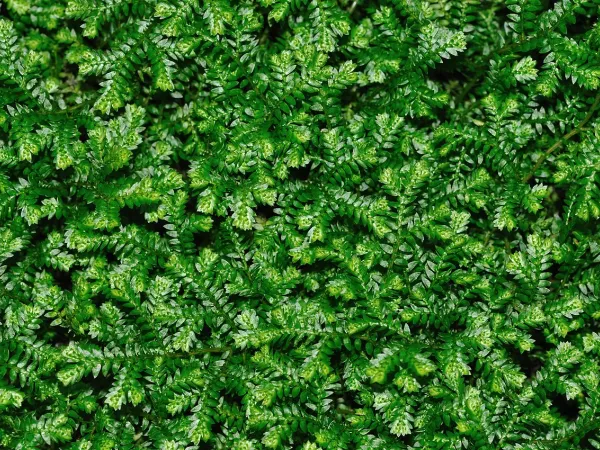 Foto von Moosfarn (Selaginella kraussiana).