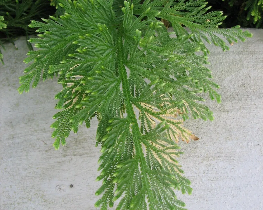 Foto von Moosfarn (Selaginella pallescens).