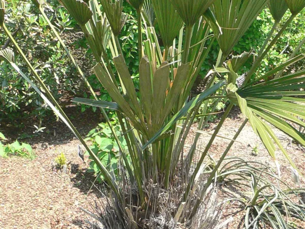 Foto von Nadelpalme (Rhapidophyllum hystrix).