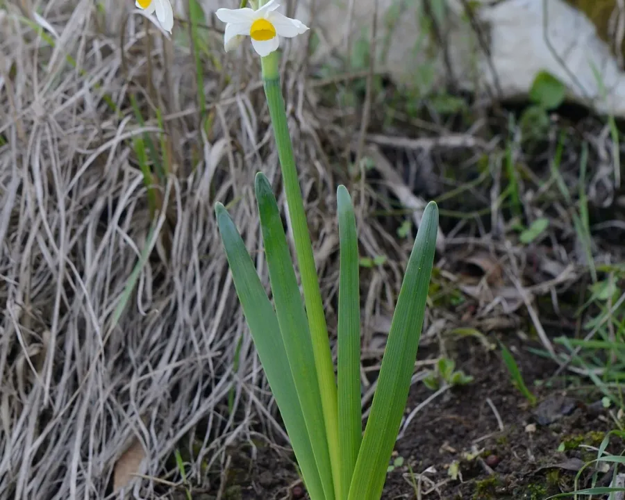 Foto von Narzissen (Narcissus tazetta).