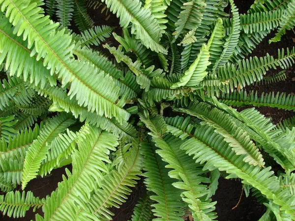 Foto von Nephrolepis (Nephrolepis cordifolia).