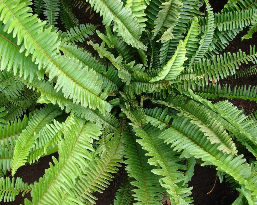 Foto von Nephrolepis (Nephrolepis cordifolia).