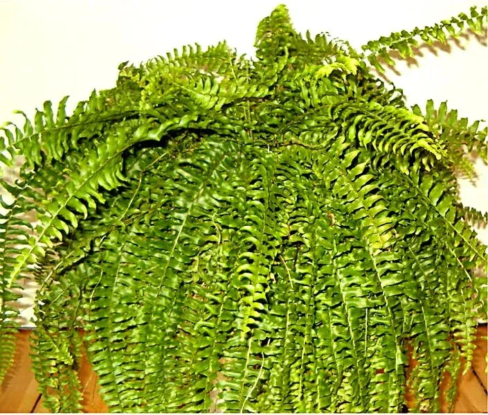 Foto von Nephrolepis (Nephrolepis exaltata).