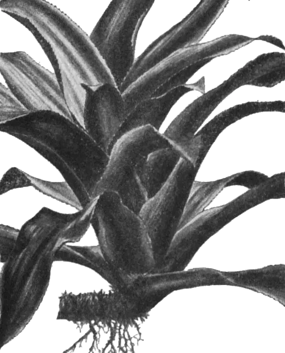 Foto von Nidularium (Nidularium innocentii).