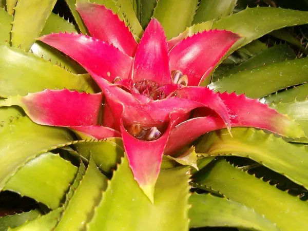 Foto von Nidularium (Nidularium fulgens).