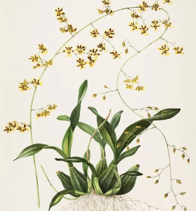 Foto von Oncidium (Oncidium wentworthianum).