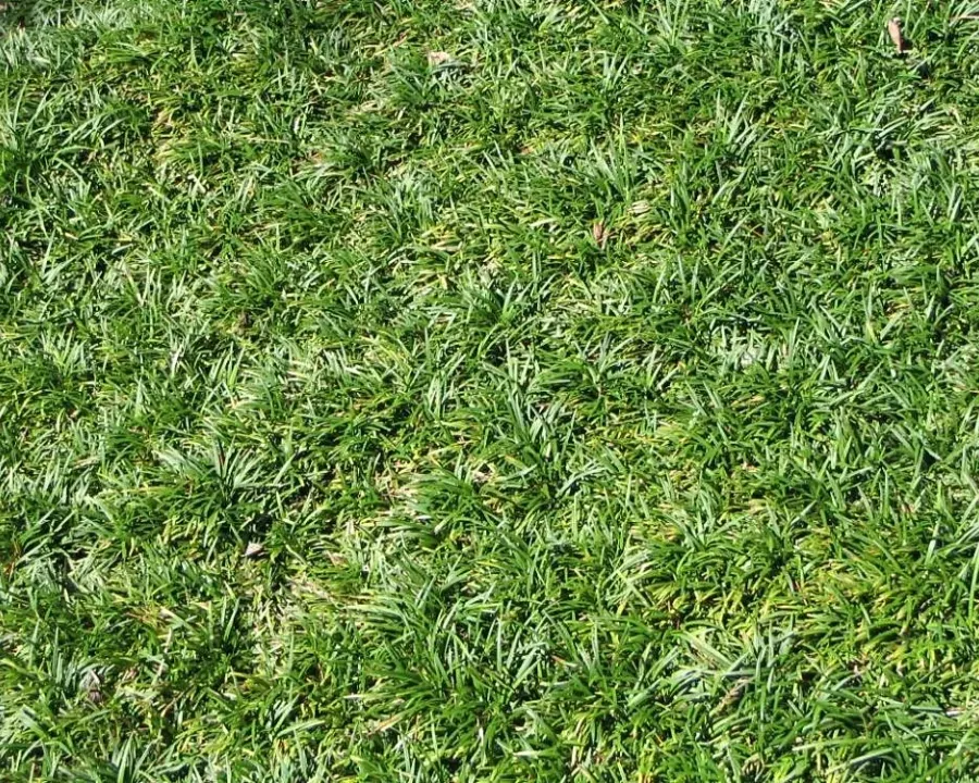 Foto von Ophiopogon (Ophiopogon japonicus).